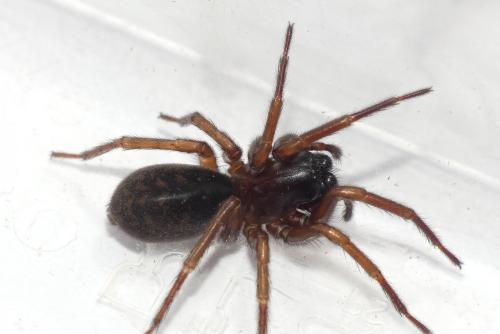 Coelotes terrestris